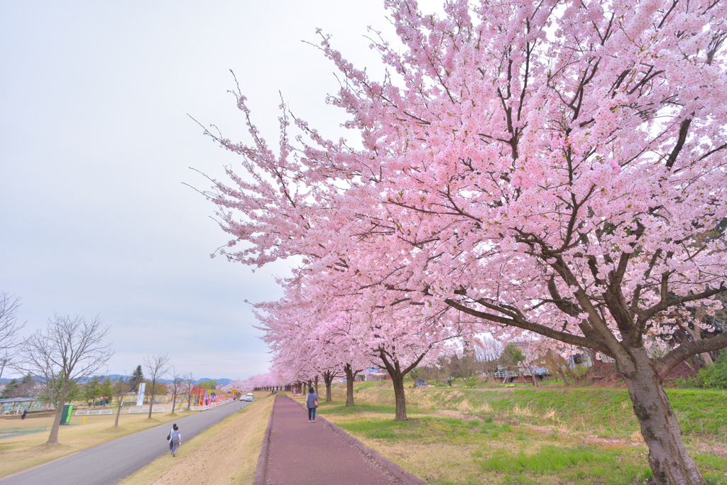 桜並木の公園