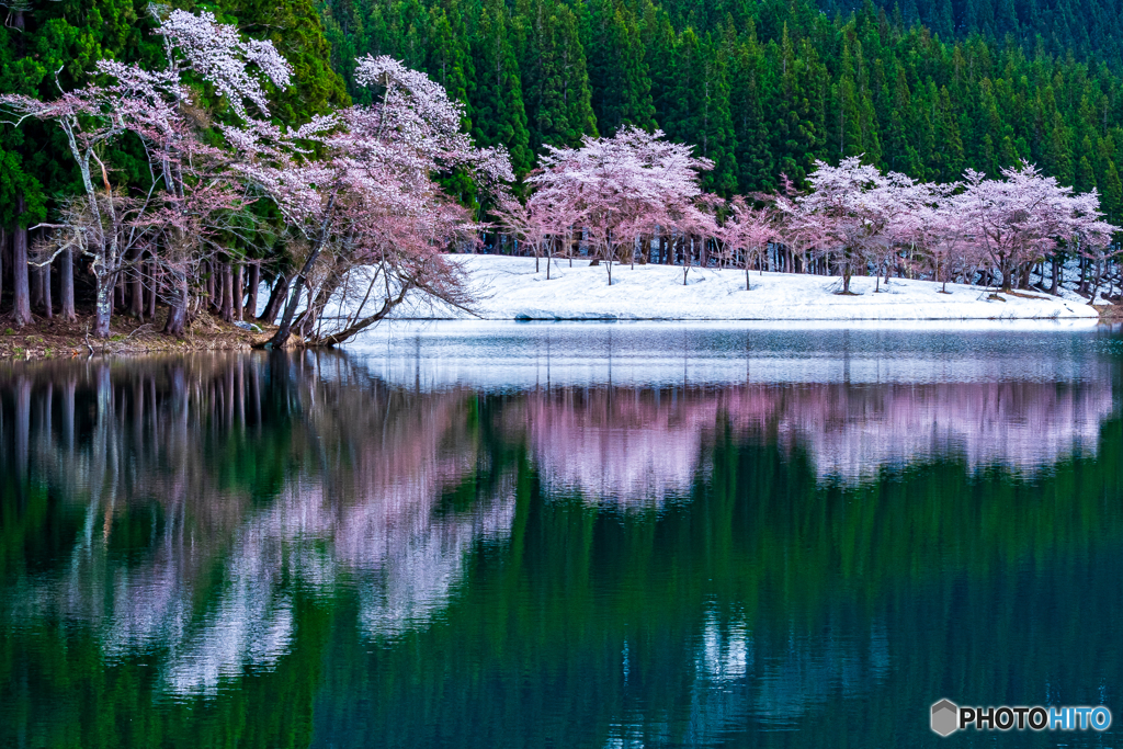 中子の桜