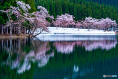 中子の桜