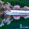 中子の桜