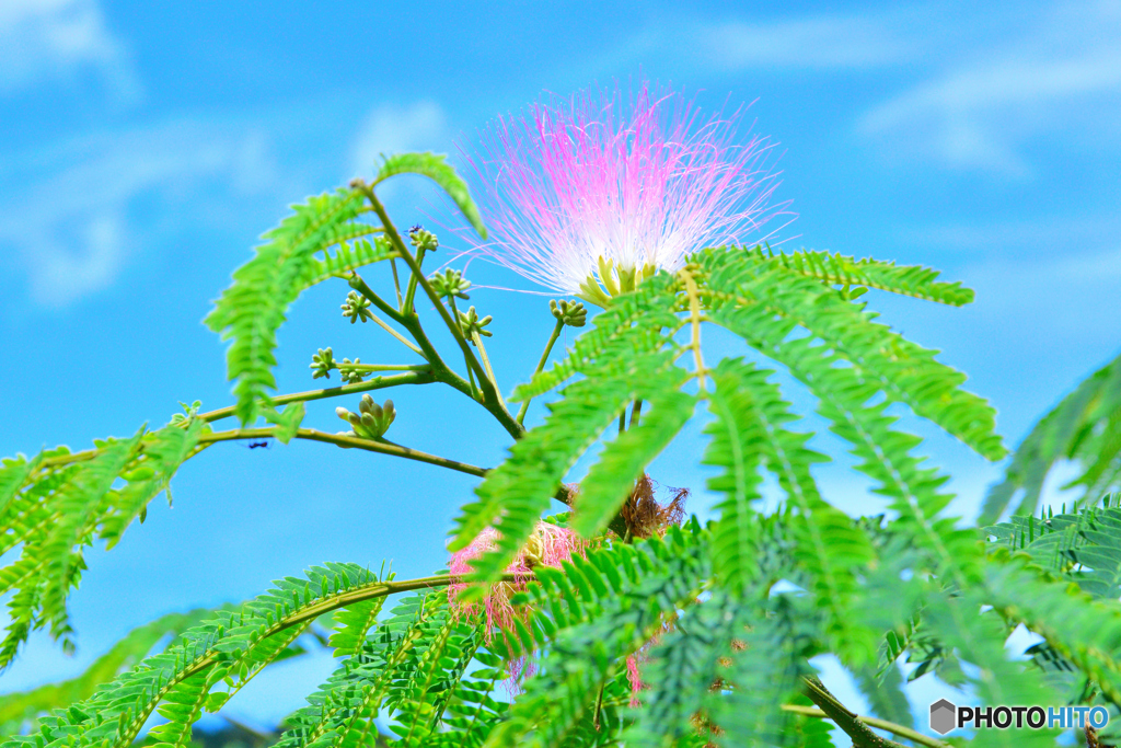 ネムノキの花