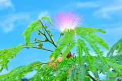 ネムノキの花