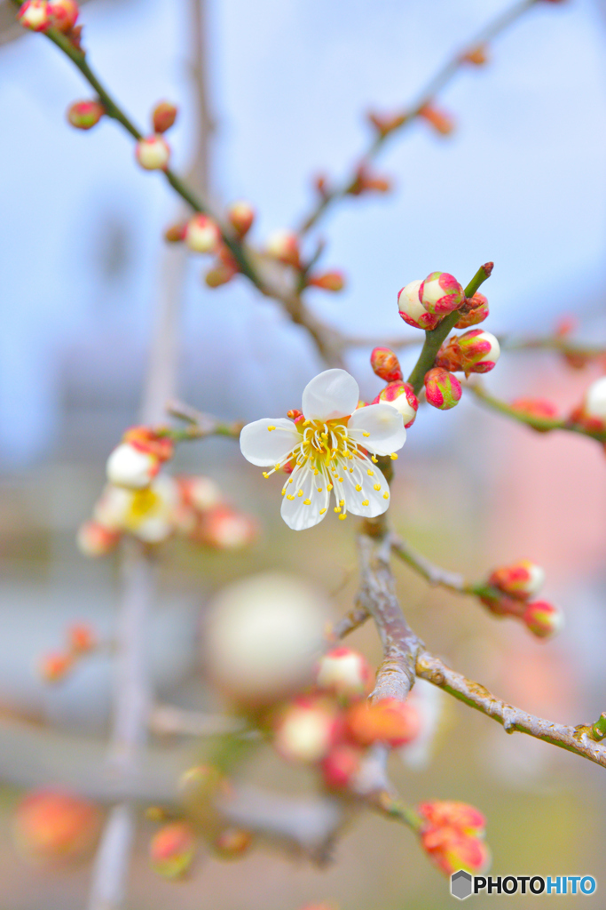 梅の花