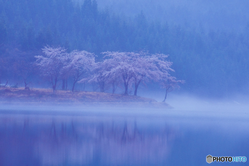 いつぞやの桜（プロビア）