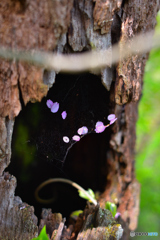 洞とクモの巣と桜の花弁