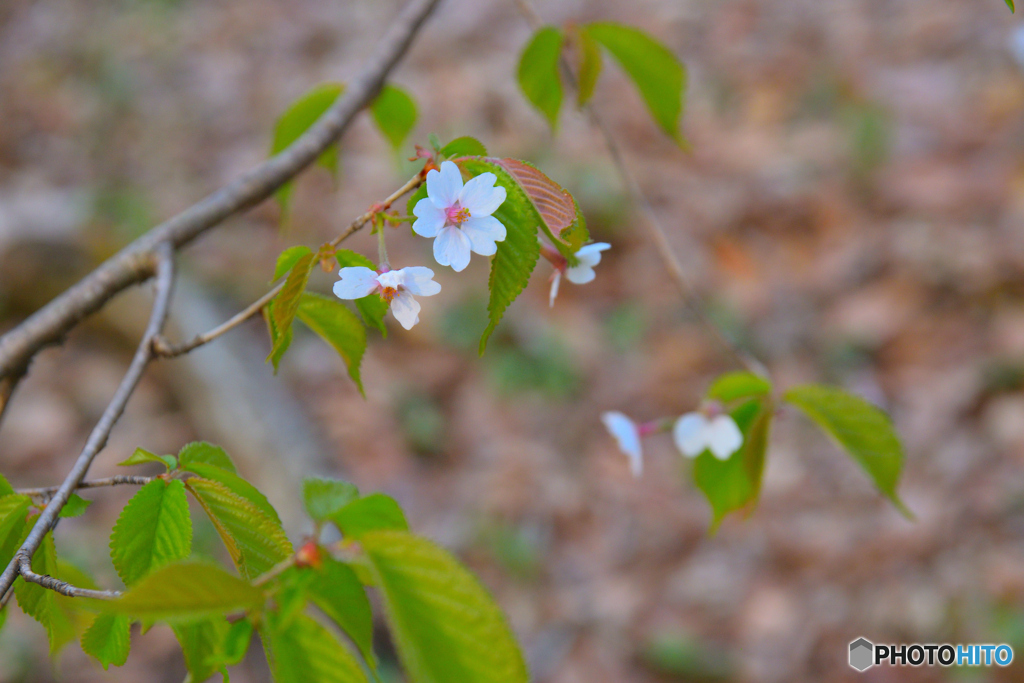 山桜