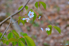 山桜