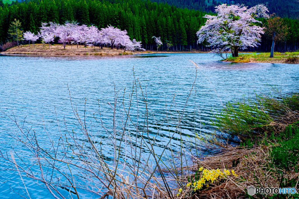 春の花