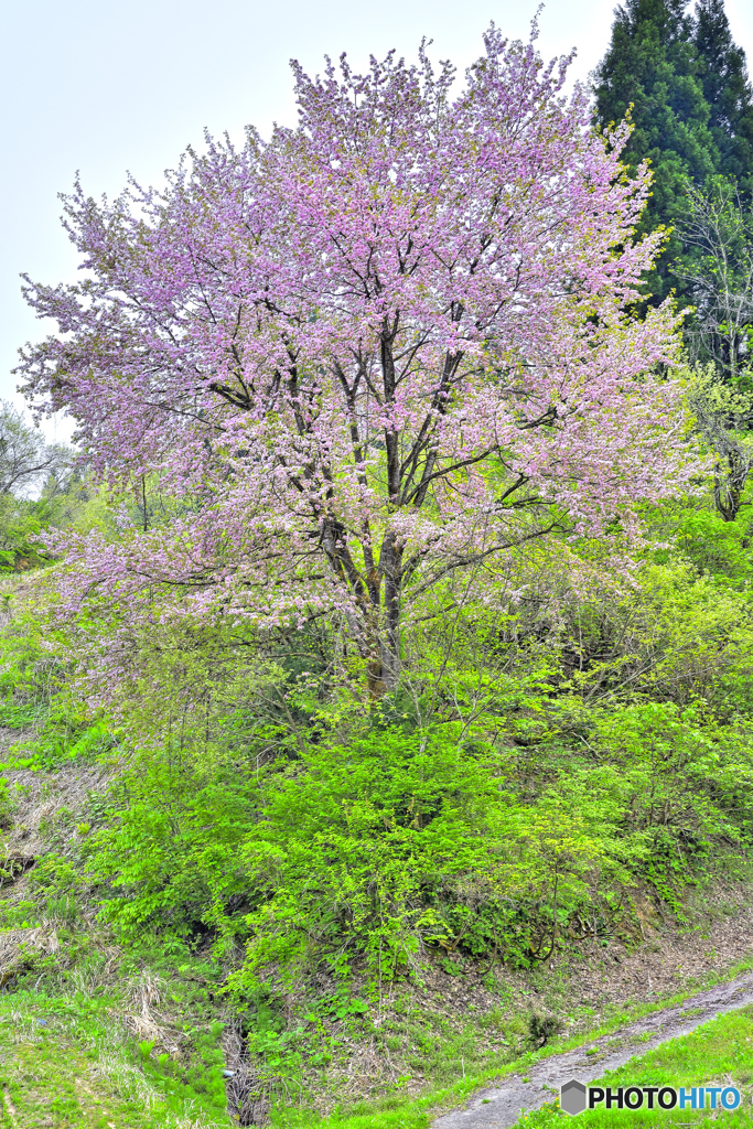 田んぼの桜