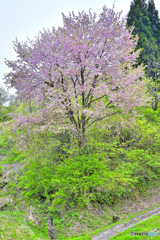 田んぼの桜