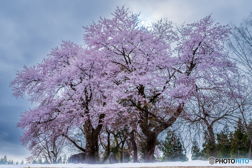桜