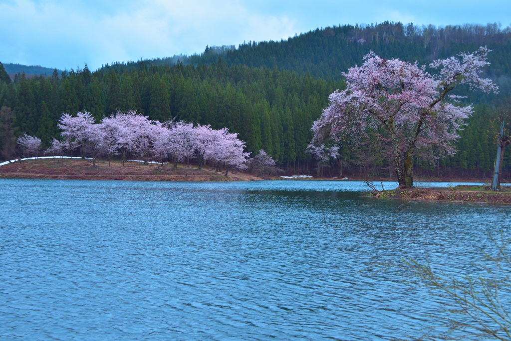 中子の桜