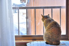 雪国の晴れ