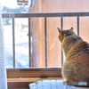 雪国の晴れ