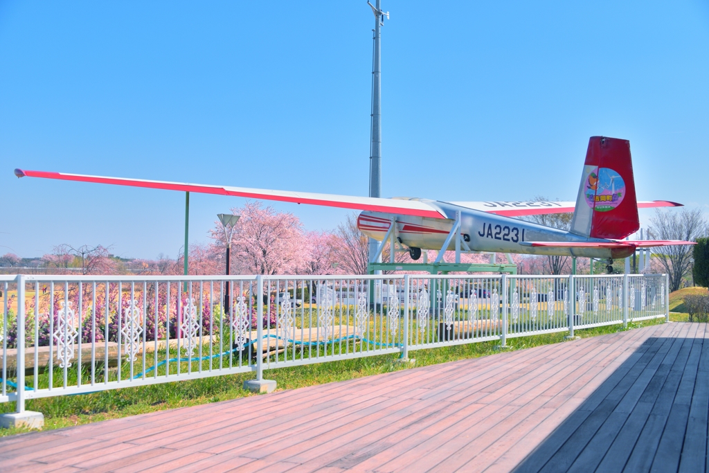 グライダーと桜