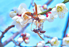 梅の花と蜂