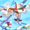 梅の花と蜂