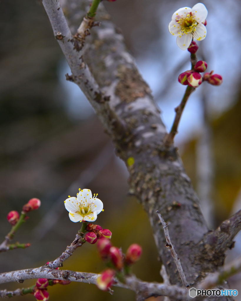 梅の花