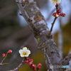梅の花
