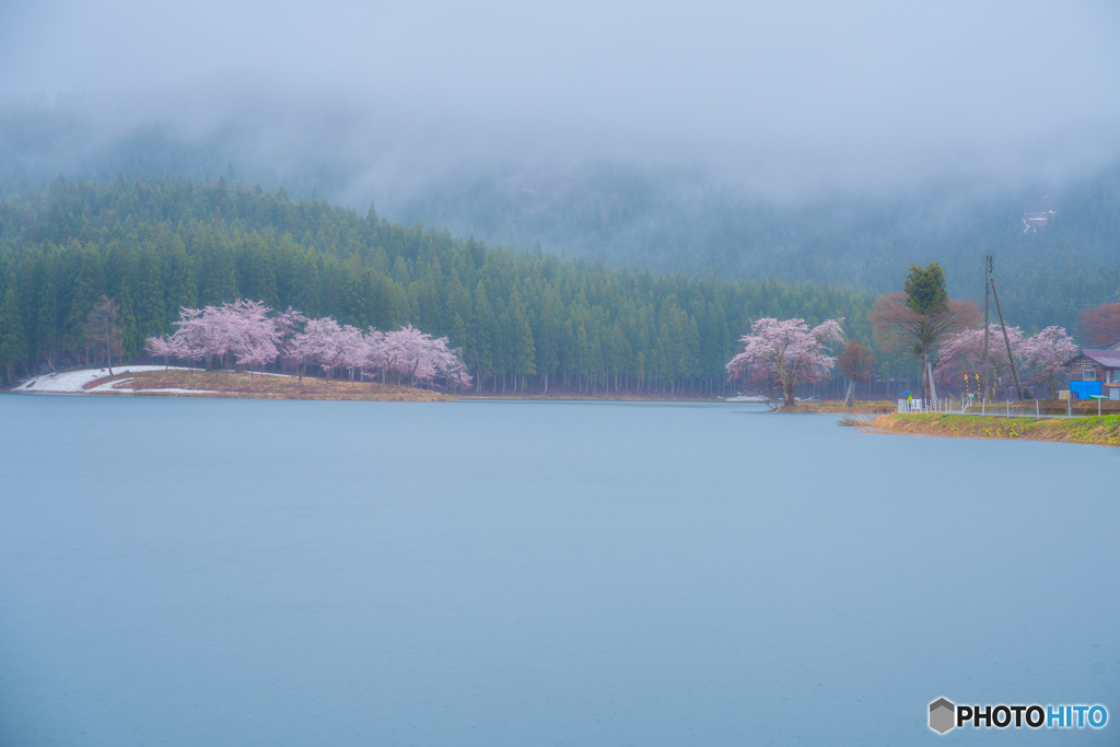 雨に煙る中子の桜