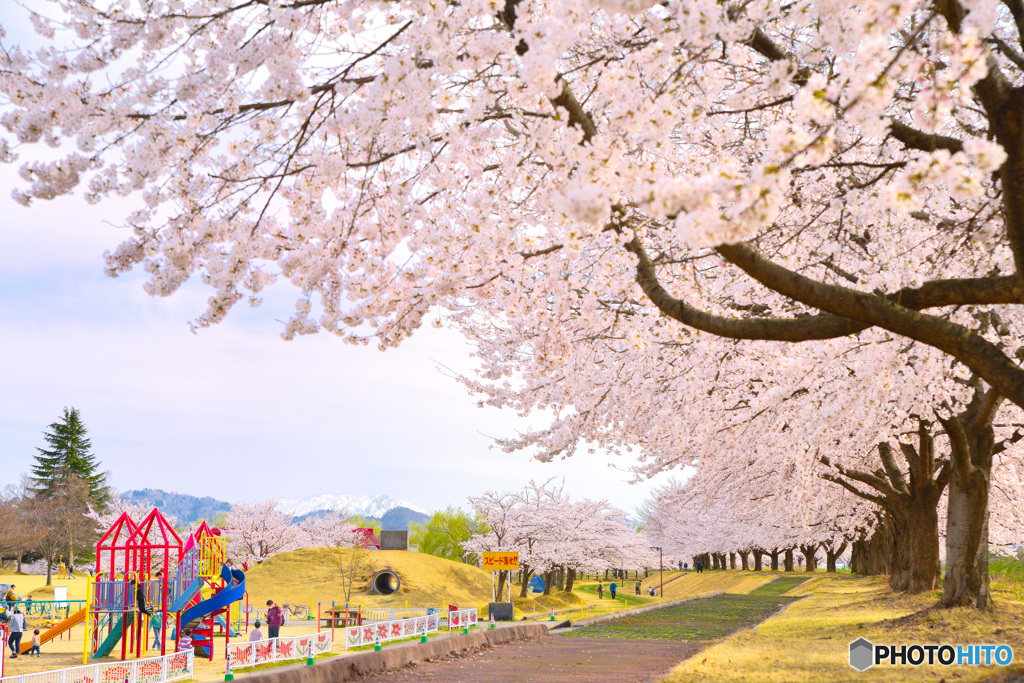 満開の公園