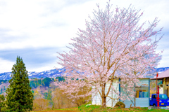 残雪と桜