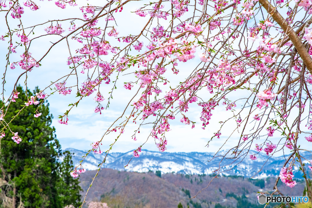 残雪と桜