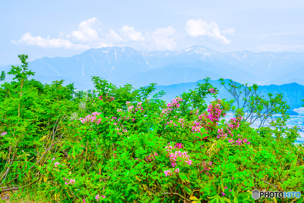 タニウツギと越後三山