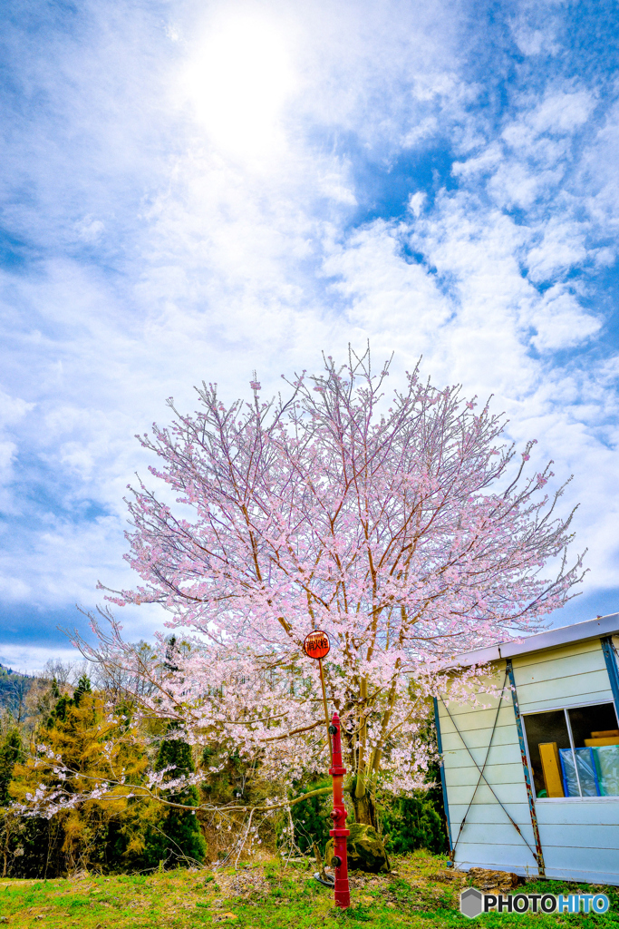 逆光の桜