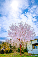 逆光の桜