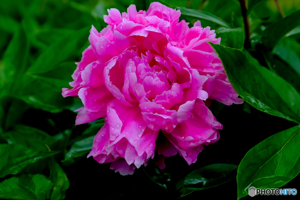芍薬