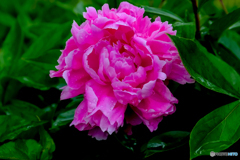 芍薬