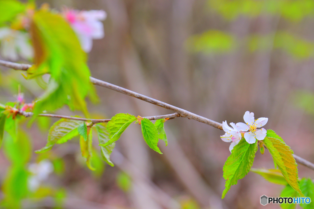 山桜