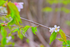山桜