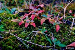 地面の紅葉