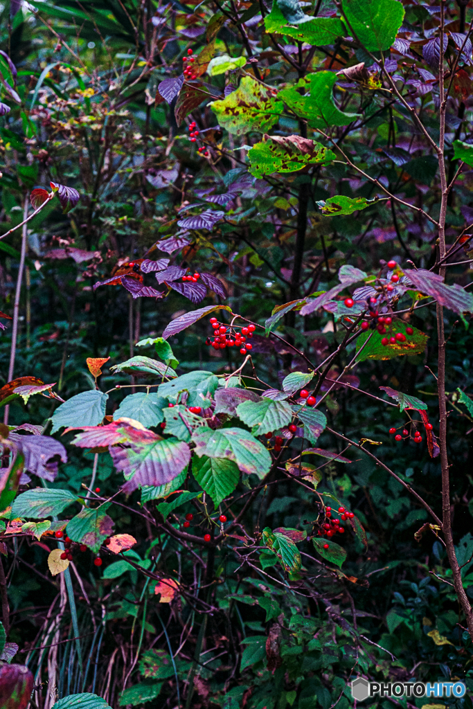 赤い実と紅葉のはじまり