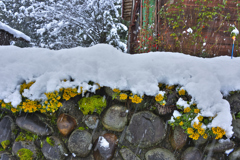 雪の下のイソギクの花