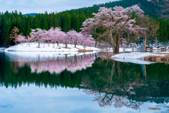 中子の桜