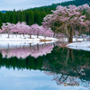 中子の桜