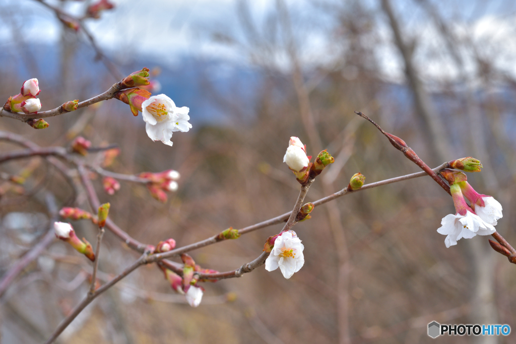 山桜