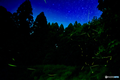 ホタルｘ星空