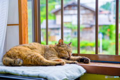 梅雨入りは…まだ？