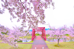 初代越路橋と桜