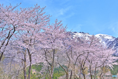 八海山と桜