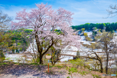 満開の一本桜と新緑と残雪の棚田