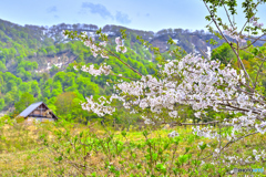 高原の山桜とロッジ