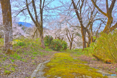 春の花が満開！なのに閑散とした公園