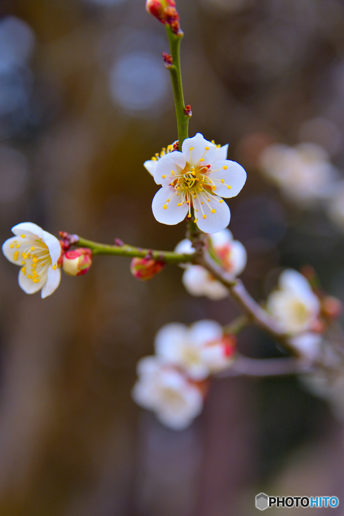 梅の花