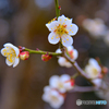梅の花
