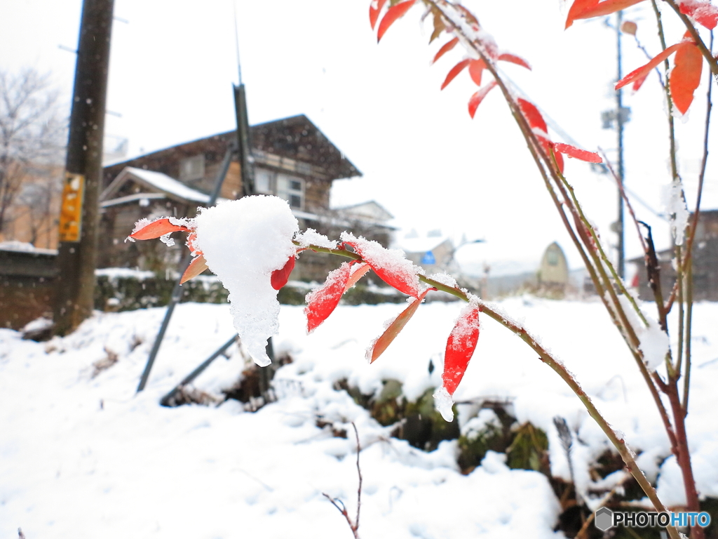 ブルーベリーの紅葉に纏わりつく初雪